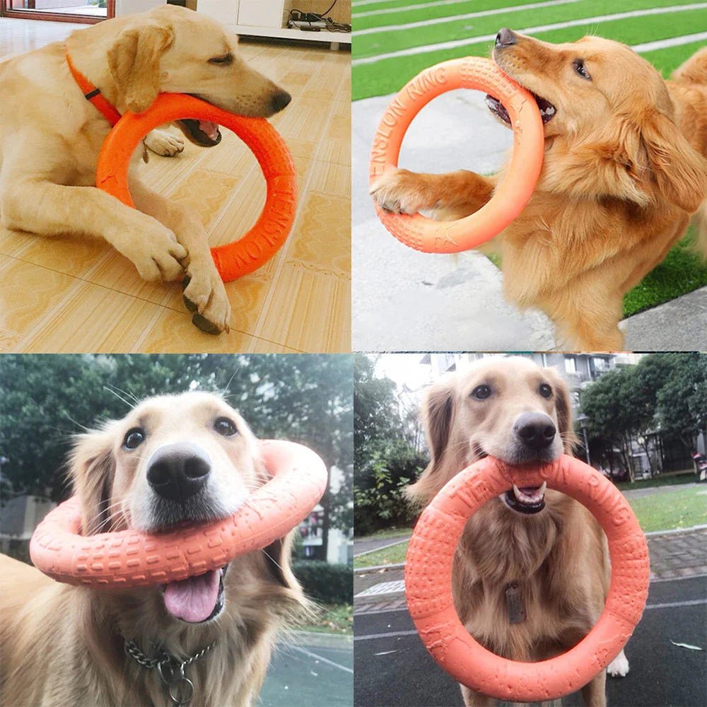 DogTrainingRing™ - L'abc du Chien