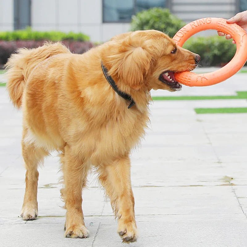 DogTrainingRing™ - L'abc du Chien