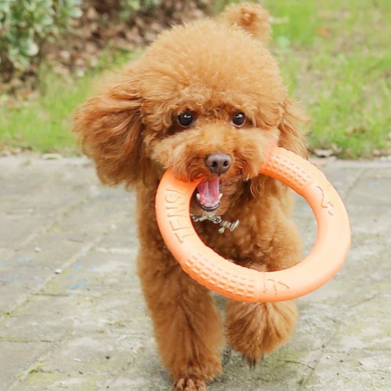 DogTrainingRing™ - L'abc du Chien