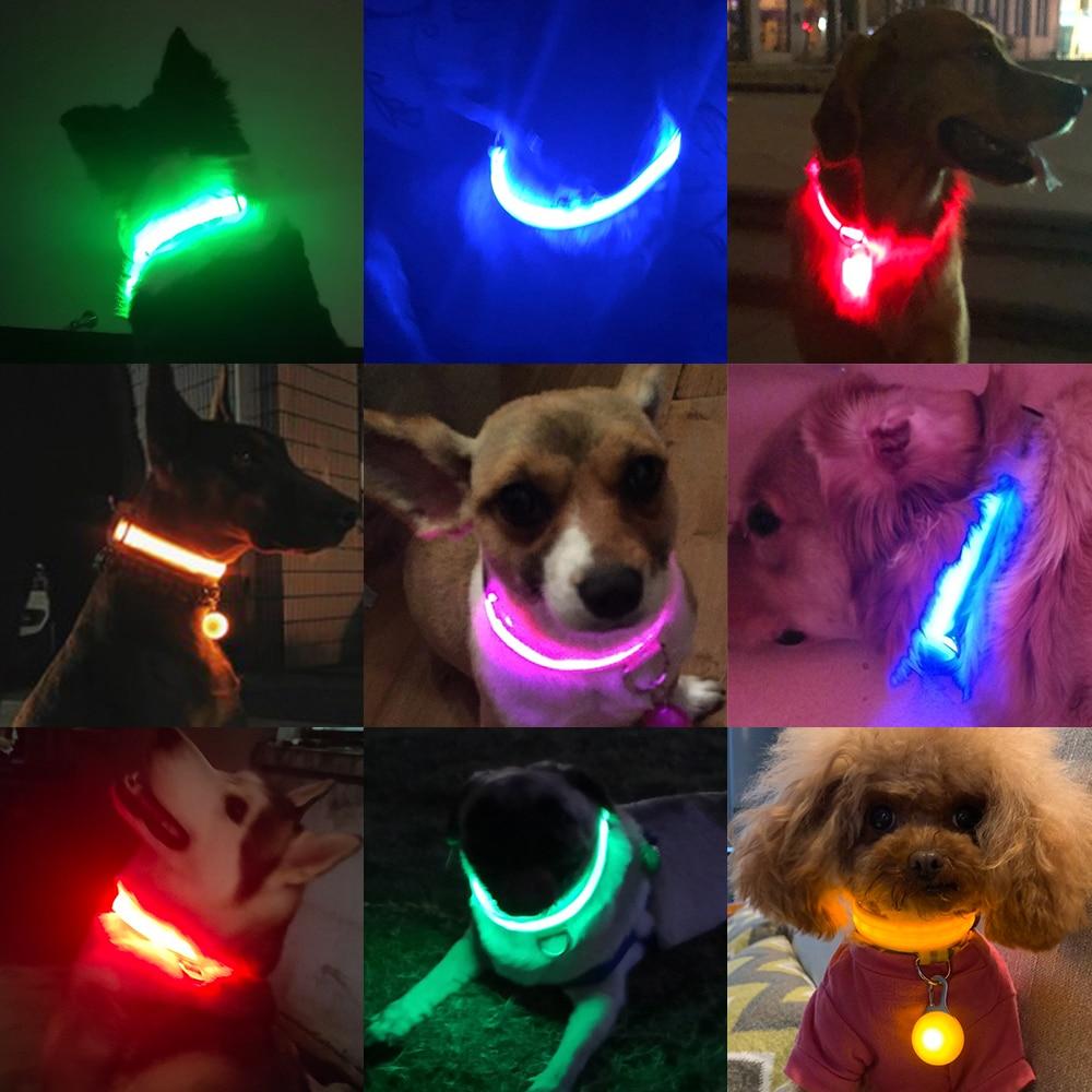 LedCollar™ - Collier à LED rechargeable pour chien - L'abc du Chien