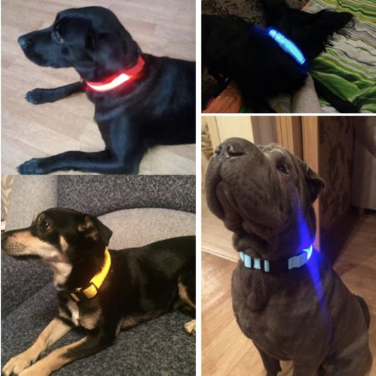 LedCollar™ - Collier à LED rechargeable pour chien - L'abc du Chien